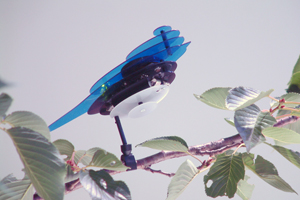 Small Birds